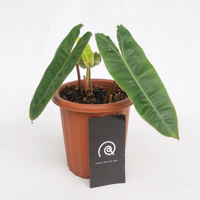 Terlaris Philodendron Billietiae *Kw1 / Philo Kabel Busi - Tanaman Hias / Bibit