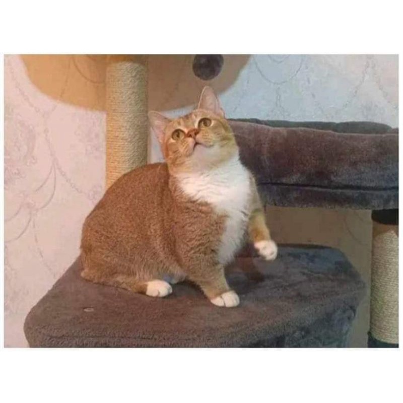 Kucing Munchkin Bsh Golden