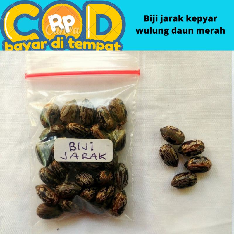 Biji jarak kepyar daun merah 100 biji