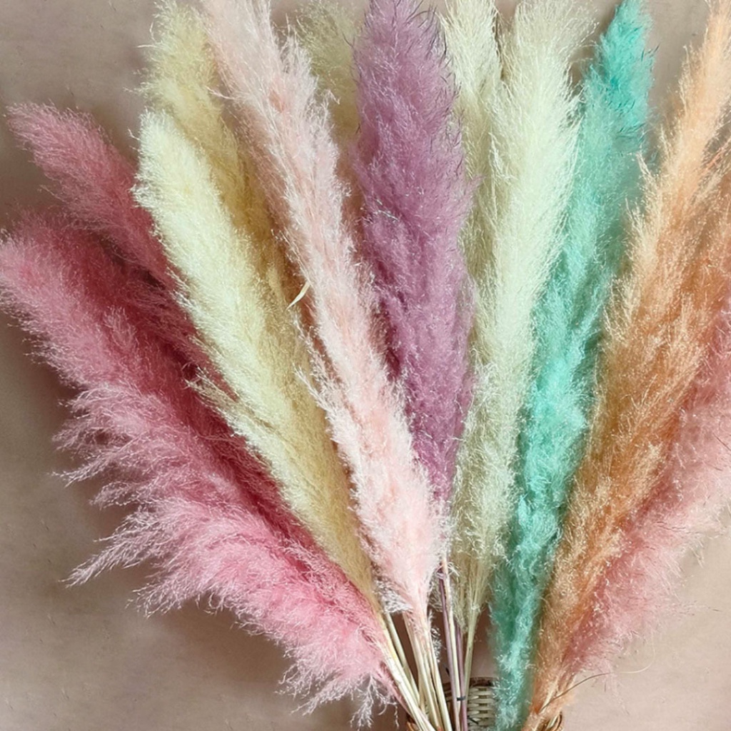 Dried Flower Rainbow Jumbo Pampas Bunga Kering Asli Hias Dekorasi Pajangan