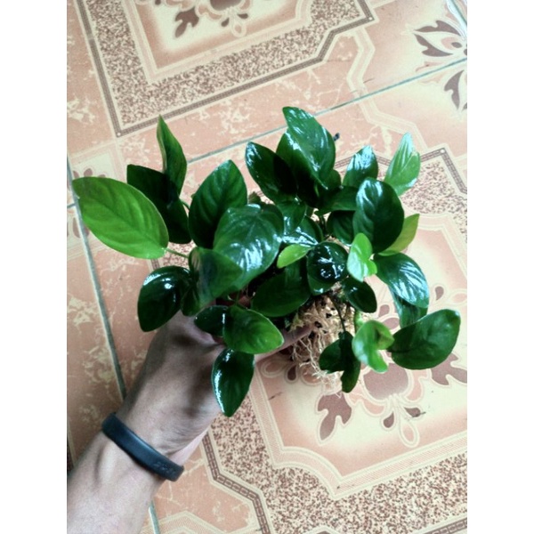 anubias nana mp size jumbo tanaman aquascape