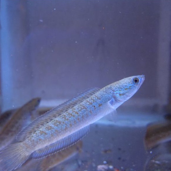 10 EK0R Channa Andrao Gondrong 6-8 cm Murah (harga Reseller)