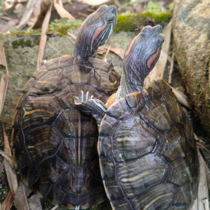 kura kura brazil remaja