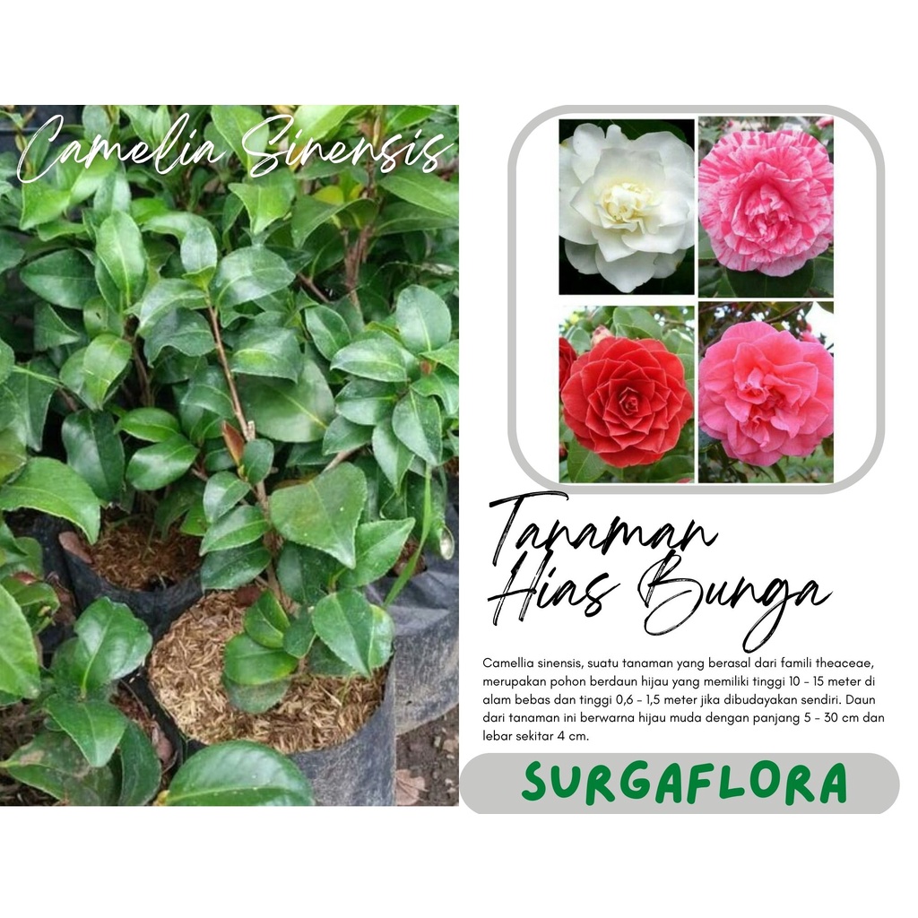 bibit bunga camelia Tumpuk - Bunga Hias Camelia