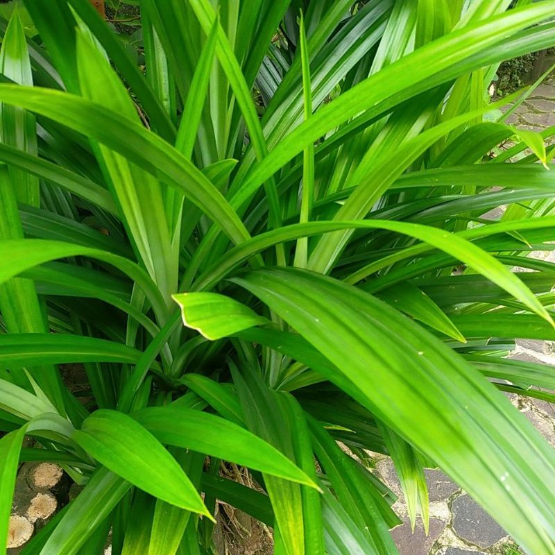 

Daun pandan wangi segar untuk nasi uduk, bubur kacang ijo, kolak dll