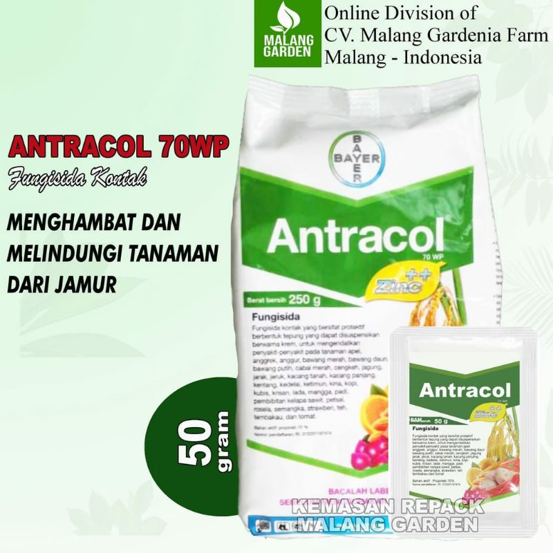 Fungisida Antracol Obat Anti Jamur Pada Tanaman - Antracol Fungisida Anti Jamur