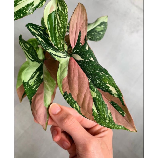 Syngonium red spot tri color