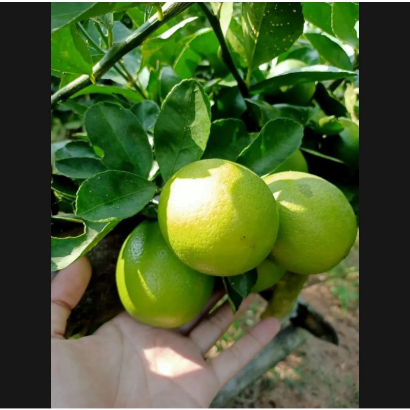 

1 KG LEMON CALIFORNIA HIJAU FRESH PETIK
