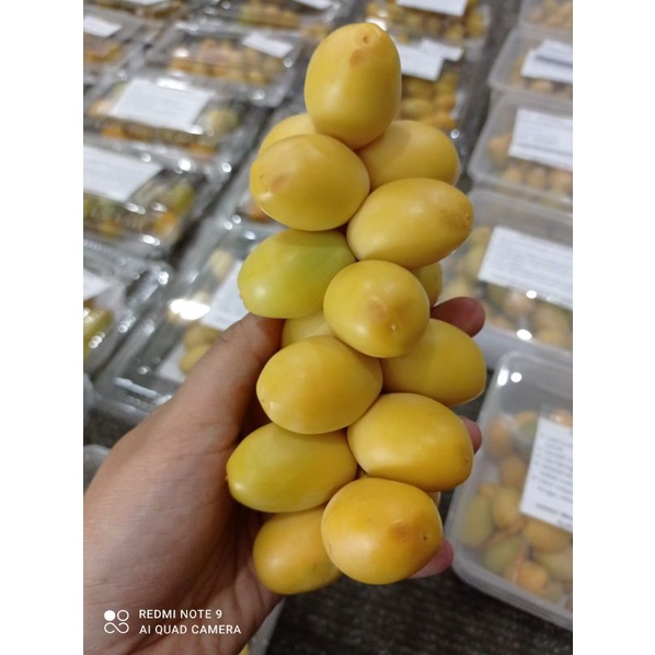 Kurma muda Promil/kurma muda