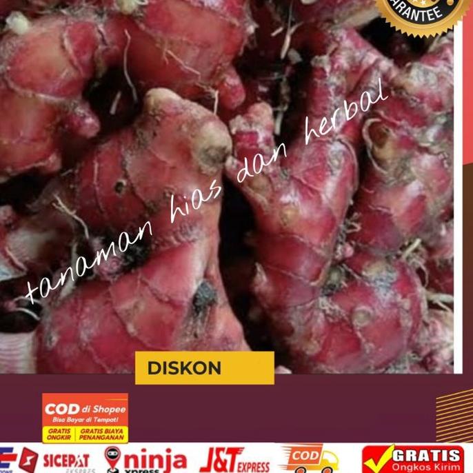 

✲ Jahe Merah Jahe Merah Super Jahe Merah Unggul Jahe Merah Langka Berkualitas Per1kg Terlaris ☛