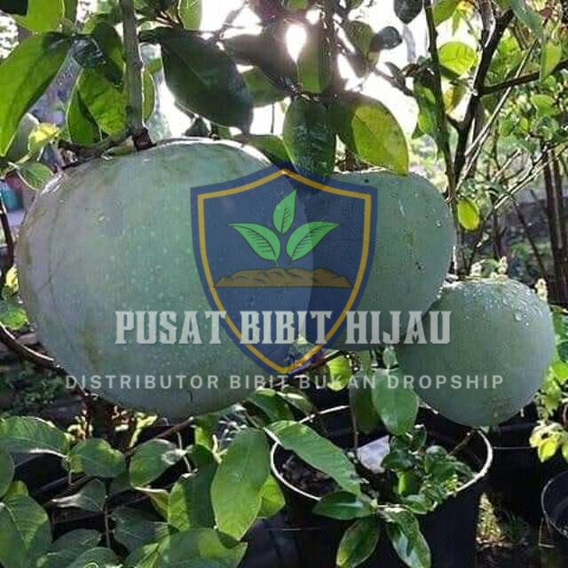 Bibit Mangga Kelapa Pohon Produktif Sehat