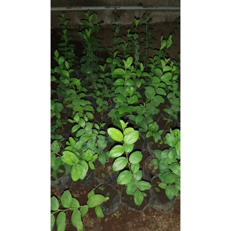 Bibit Bidara Arab Pohon Bidara Tanaman Bidara Bibit