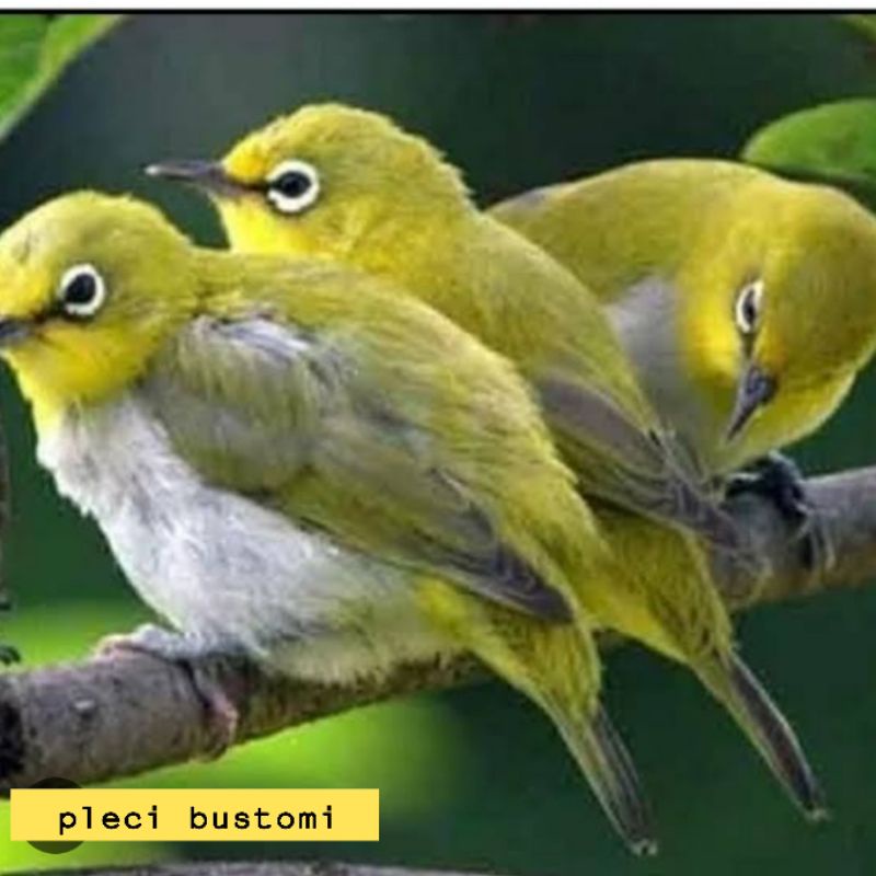 BURUNG pleci bustomi pleci monti pleci dakun jatim bahan pilihan