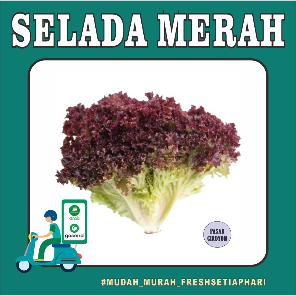 

SELADA LOROSA / SELADA MERAH FRESH MURAH BANDUNG