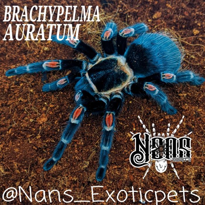 Tarantula Brachypelma Auratum