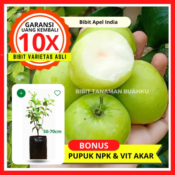 JUAL BIBIT TANAMAN BUAH PUTSA (APEL INDIA) UNGGUL, MURAH, BERGARANSI