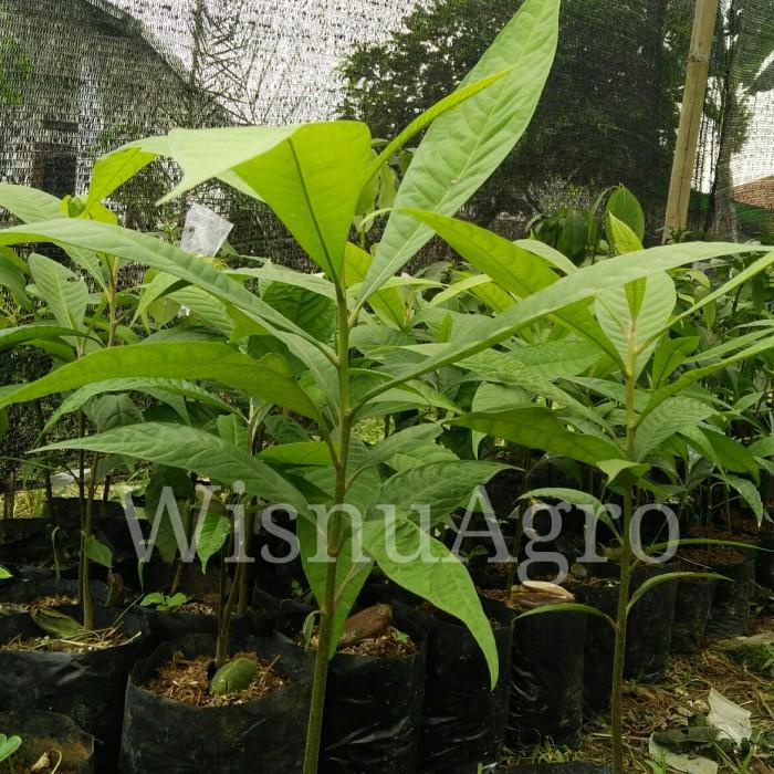 Terlaris Bibit Mamey Sapote