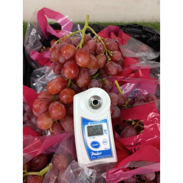 

Anggur Rally seedless Australia | anggur import 1 kg