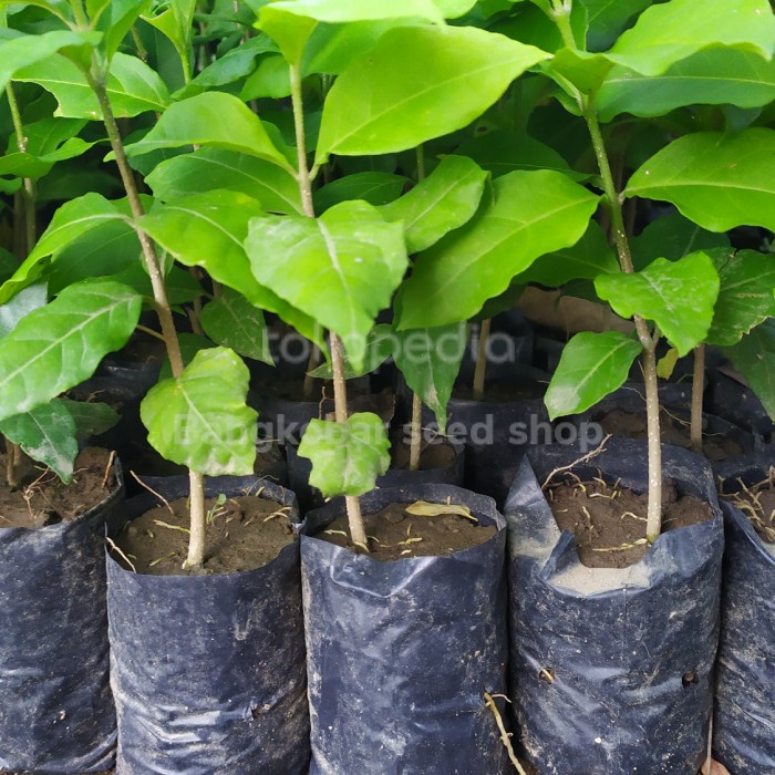 Bibit tanaman pohon buah kacang butternut amazon almond unggul DDD