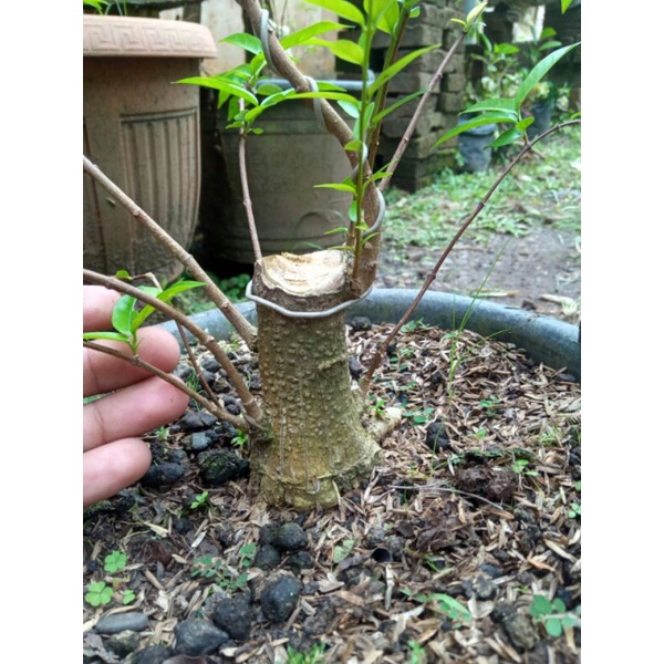 bahan small anting putri tanaman bonsai