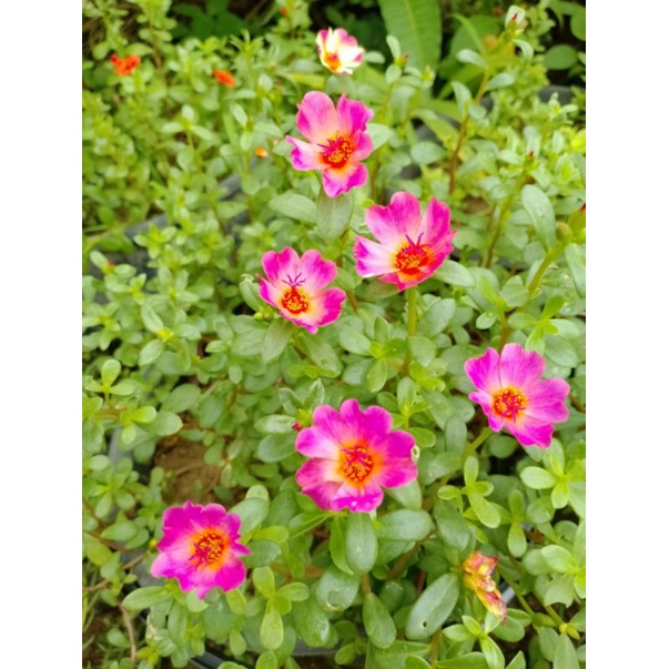 tanaman hias bunga krokot duna sweety