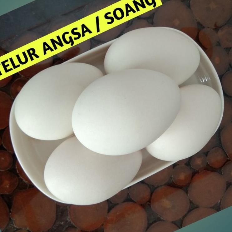 

Bestseller Telur angsa untuk konsumsi