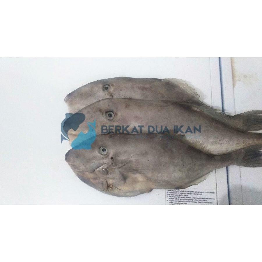 

Ikan Sukang/Kambing-Kambing