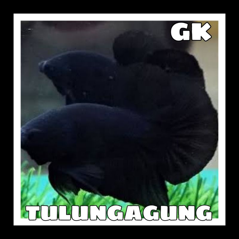 BLACK KING PLAKAT minimal 5 ekr