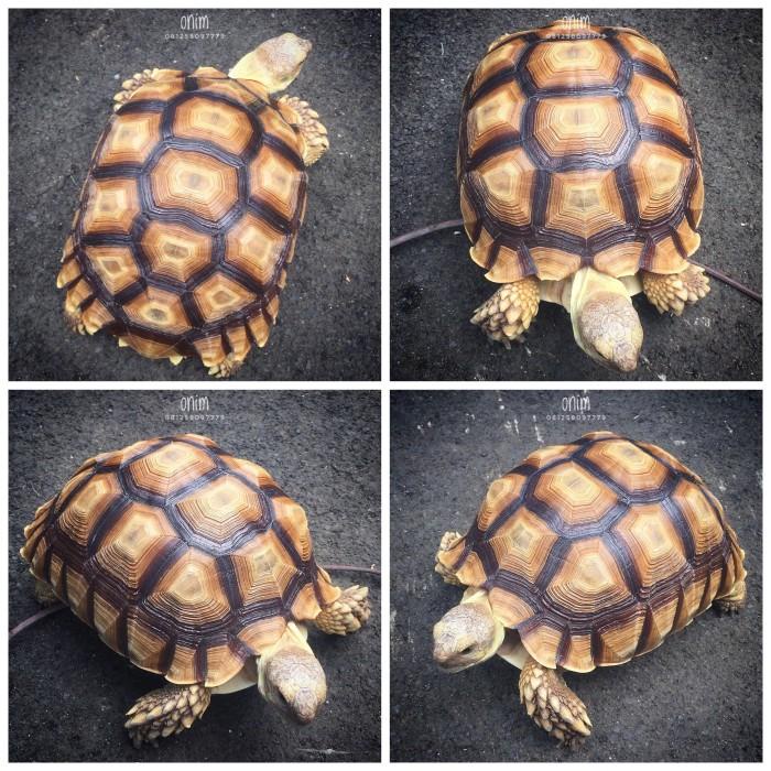 Sulcata Jumbo Calon Indukan Jantan Betina Berkualitas