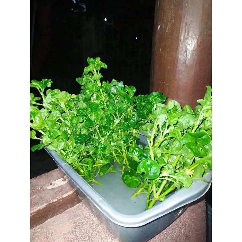 Stek Batang Bayam Brazil