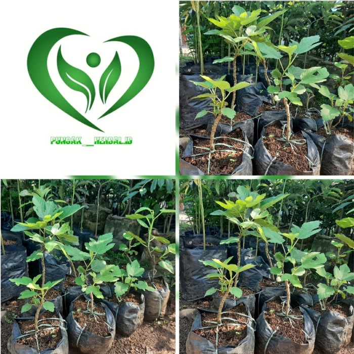 BIBIT BUAH TIN ARA POHON TIN