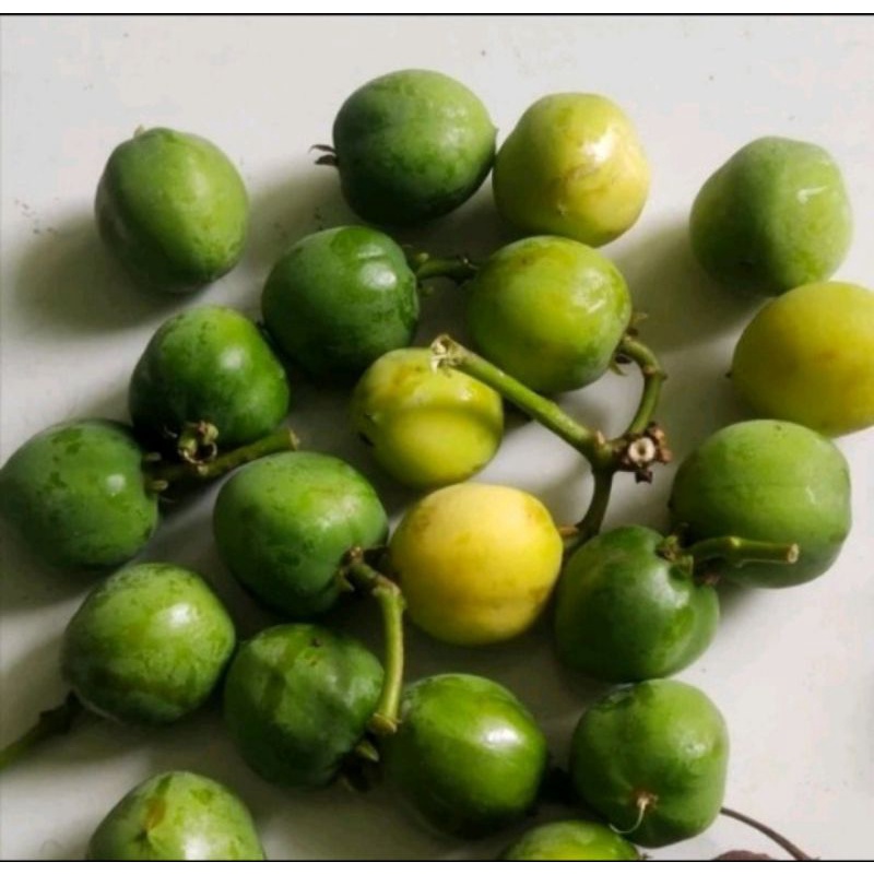 

uah Jarak Segar Isi 10 Buah – Bahan Herbal Tradisional Alami untuk Minyak dan Ramuan Obat Luar