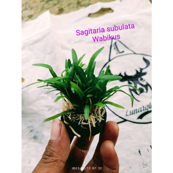 sagitaria subulata tanaman aquascape wabikusa murah