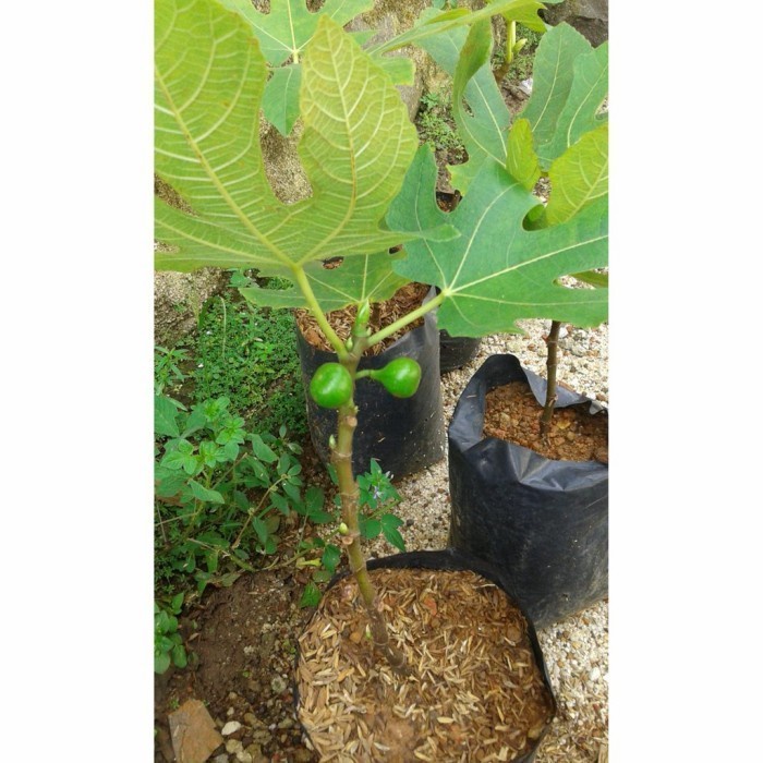 B3LI BIBIT TANAMAN BUAH TIN KADOTA SUPER CEPAT BERBUAH - BUAH TIN DDD