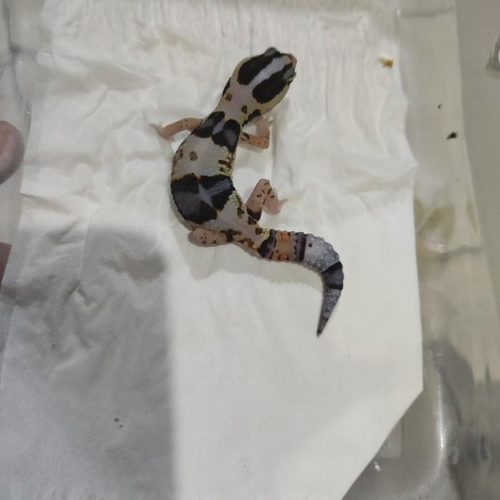 aft gecko whiteout stripe het oreo