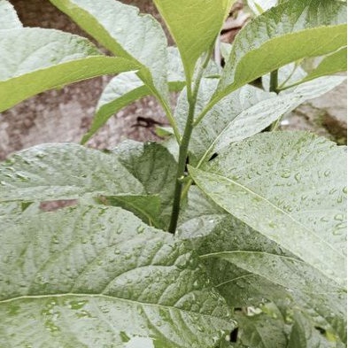 

Daun Afrika /daun sambung nyawa 500 gram