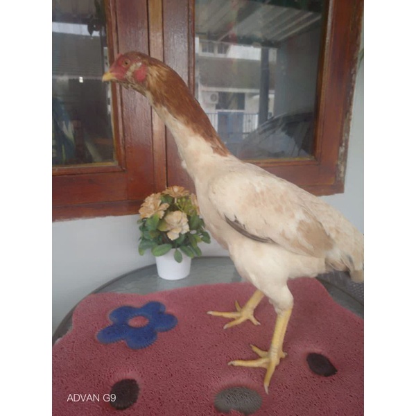 Box Tempat Ayam dan Ayam Plucker Trah import Pakai Segel Sayap