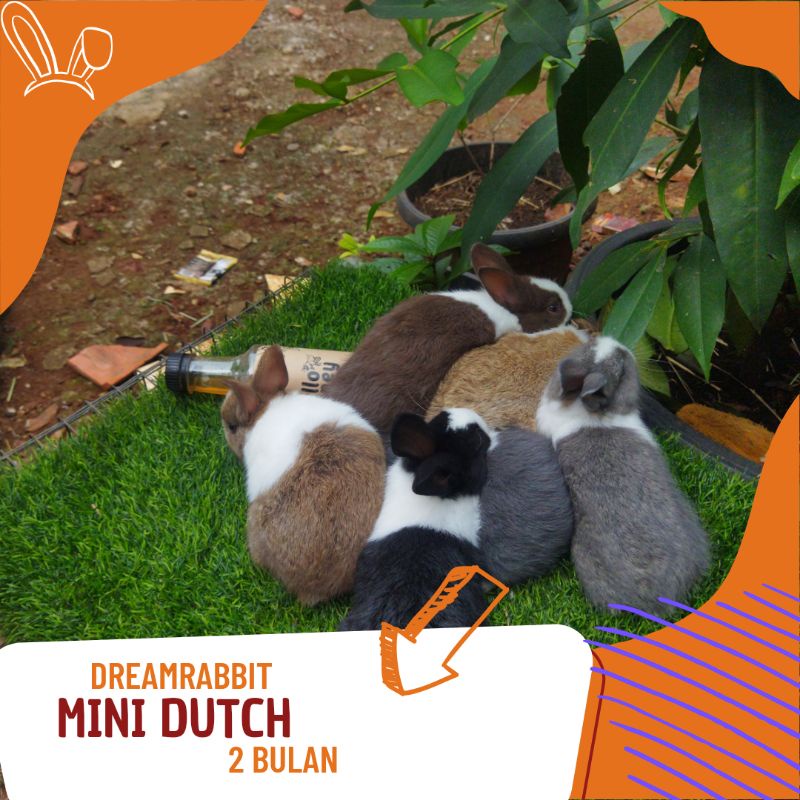 kelinci hias mini dutch