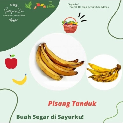 

pisang tanduk persisir