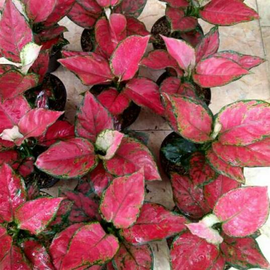 ℮ Aglonema Red anjamani jumbo ❉
