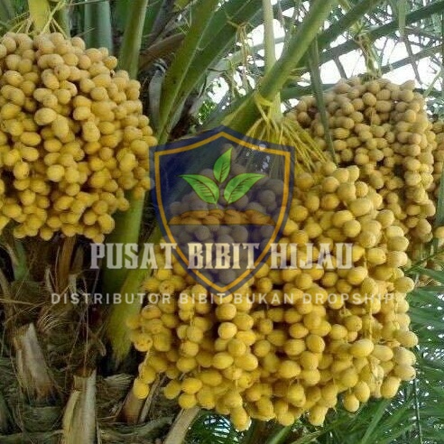Bibit Kurma Tropis Pohon Cepat Tumbuh Alami