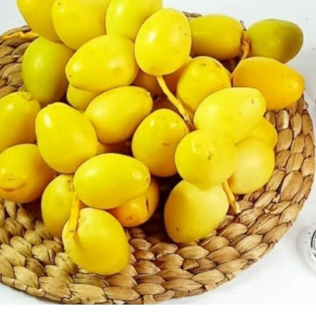 

◘ KURMAMUDA BARKHEE NAMIBIA AFRIKA READY ( BISA MIX MERAH-KUNING ) ✭