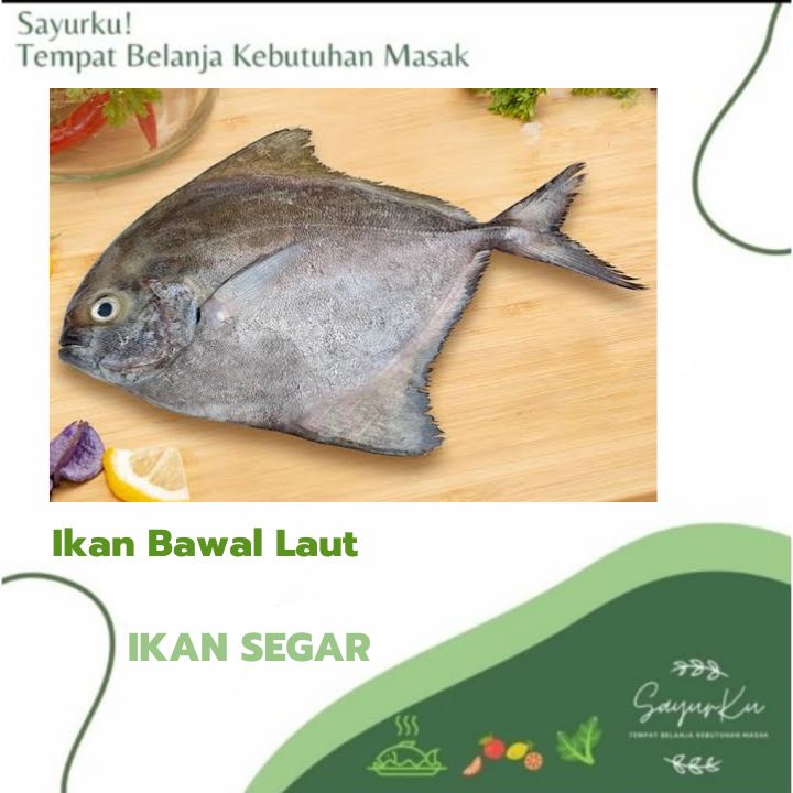 

ikan bawal laut fresh