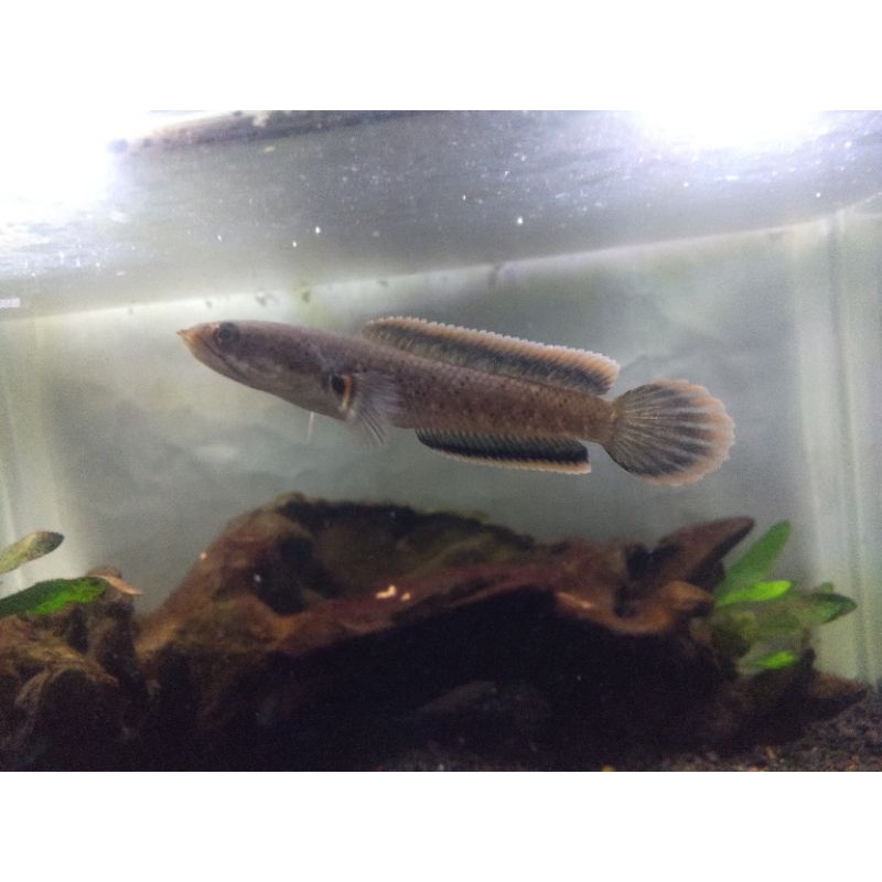 cod kebutuhan aquarium channa limbata cb mental uk 7-8cm galak