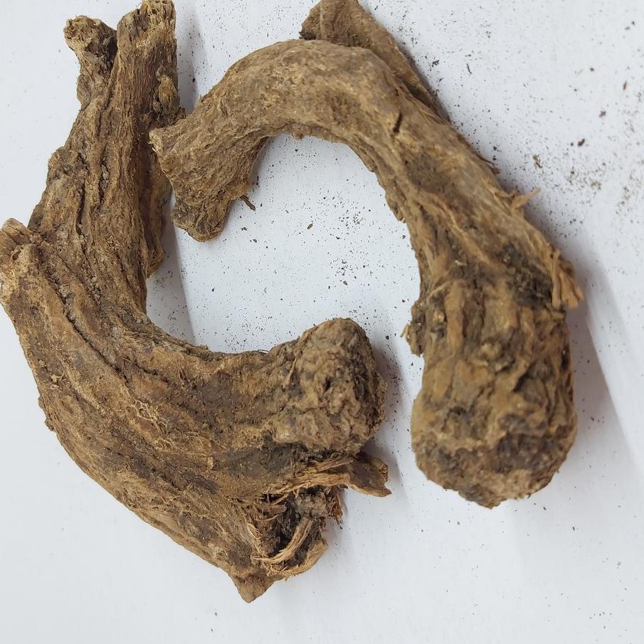 

♙ PUCUK SAUSSUREA COSTUS ✫