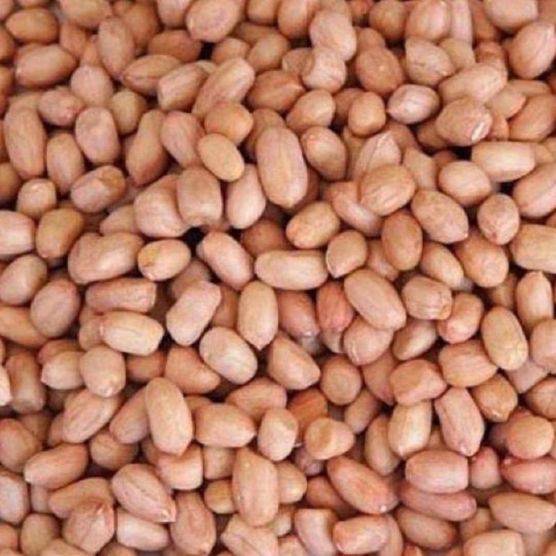 

Kacang Tanah India