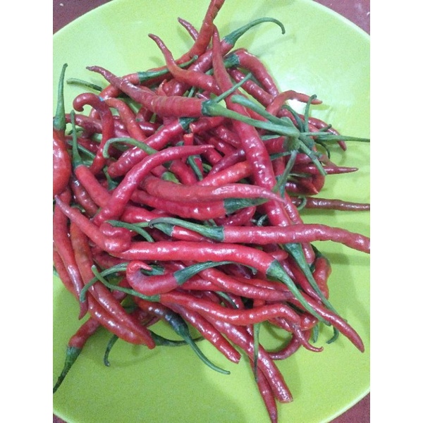 

CABAI KRITING MERAH