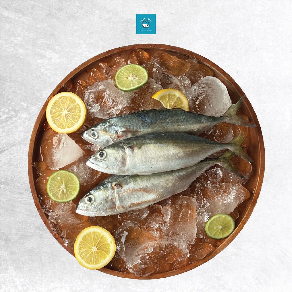

Ikan Kembung Banjar Size Besar Segar DIJAMIN SEGAR DAN BERKUALITAS By FreshGoods