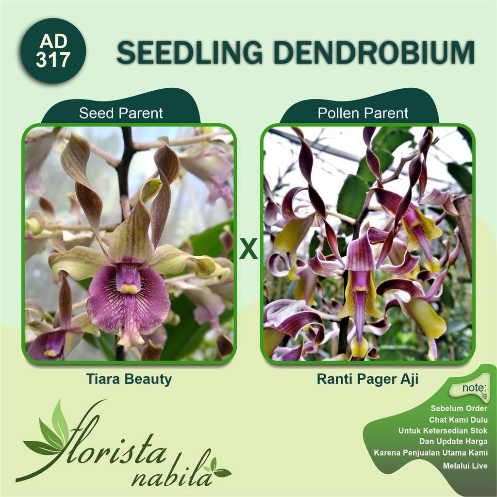 Jual Anggrek Dendrobium Tiara Beauty x Ranti Pager Aji Shopee Indonesia