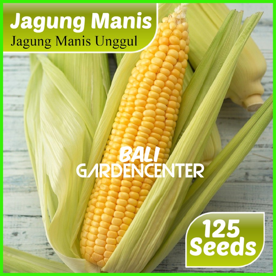 

Isi 125 Binih Biji Jagung Manis - Manis Unggul